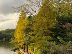 -深圳仙湖植物园