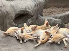 -上海野生动物园