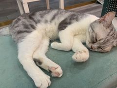 -BABIT巴比特宠物(MOMOPARK店)