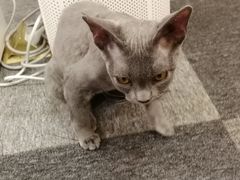 -米宠家·撸猫猫咖小萌宠·猫咪洗澡·猫咪寄养(高新大都荟店)