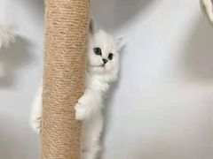 -欣宠猫屋·矮脚拿破仑·蓝金金渐层