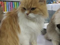 -喵的天空名猫咖啡馆·撸猫·猫舍·用品