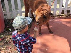 -前小桔亲子创意农场·草莓采摘·露营烧烤