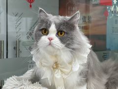 -爱洗澡的猫(天河路店)