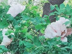 -尚湖风景区