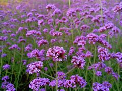 -云漫湖生态度假公园