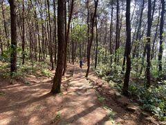 -铁山坪森林公园