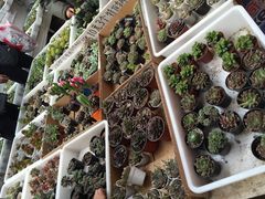 -秦美花卉(天朗·莱茵小城2期店)