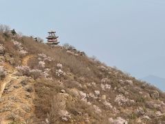 -北京鹫峰国家森林公园