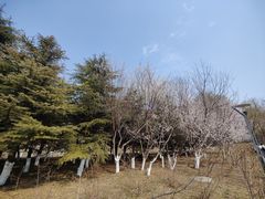 -大兴滨河森林公园