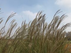 -映月湖中央公园