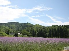 -紫海香堤香草艺术庄园