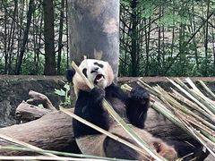 -都江堰中华大熊猫苑