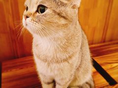 -猫色咖啡·猫咖