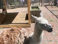 -长白岛森林公园