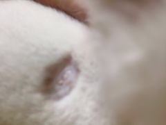 -宠爱国际动物医院· 猫科· 外科·中兽医(长白店)