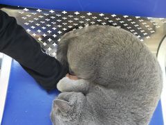 -芭比堂宠物医院·全科爱猫医院·仁德分院