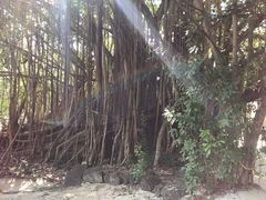 -塞尔夫岛