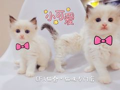 -70cat德文卷毛猫·缅因猫纯种猫舍