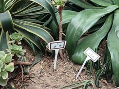 -郑州植物园