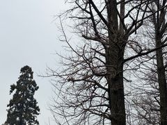 -陆羽泡的茶(集散中心店)