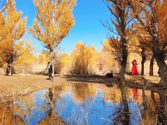 -金塔沙漠胡杨林景区