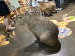 -Zoolung Zoolung动物主题公园(海信广场店)