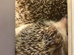 -more than meow吴止猫主题餐厅(承德 中船汇店)