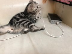 -lincat·猫舍(广州店)