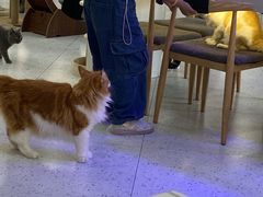 -喵园·猫主题咖啡厅·撸猫·猫咖(国贸店)