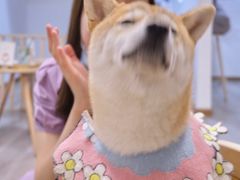 -柴迷FANS CLUB·柴犬狗咖·猫咖