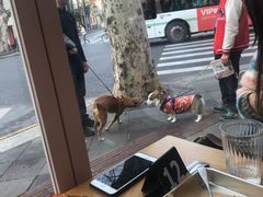 -WHEN PIGS FLY当猪飞