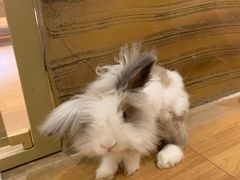 -猫猫幼稚园·撸猫·桌游·电玩