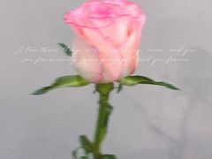 -循礼门鲜花花市(武汉循礼门店)