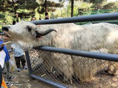 -长白岛森林公园