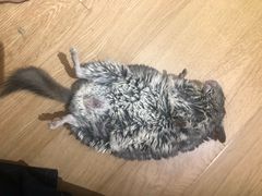 -瑞派·关忠动物医院·异宠专科·犬猫肿瘤·皮肤专科(望京店)