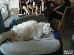 -Babycat私家御饼屋(龙头路一店)