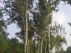 -东郊湿地公园