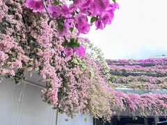 -深圳仙湖植物园