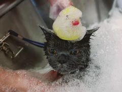 -PETKIT小佩宠物(古北店)