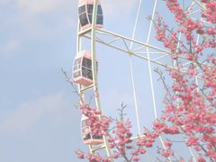 -顾村公园