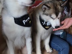 -Husky Go! 哈士奇体验馆·宠物咖啡厅狗咖