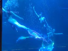 -石家庄海洋公园