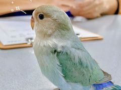 -爱侣宠医·鹦鹉专科·小型哺乳类·异宠专科(灵石路店)