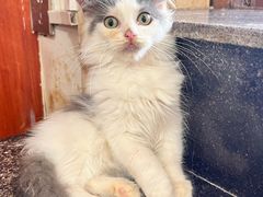 -楼上猫咖(罗湖店)