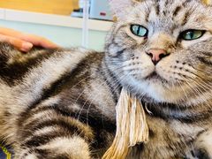 -平行世界·猫咖(首经贸店)