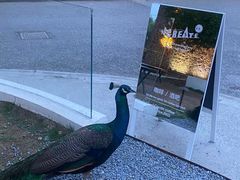 -J Create城市露营咖啡·简餐·宠物(上海动物园店)