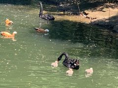 -长白岛森林公园