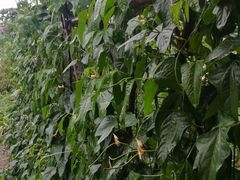 豆角-润记农家菜