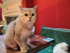 -猫色咖啡·猫咖